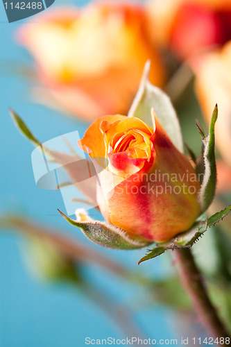Image of Orange roses