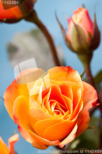 Image of Orange roses