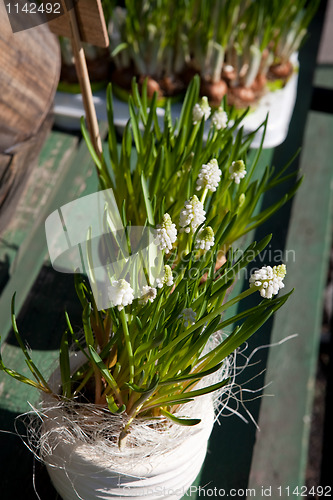 Image of White muscari flowers