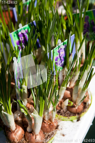 Image of Potted crocuses