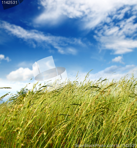 Image of grass and wind blowing