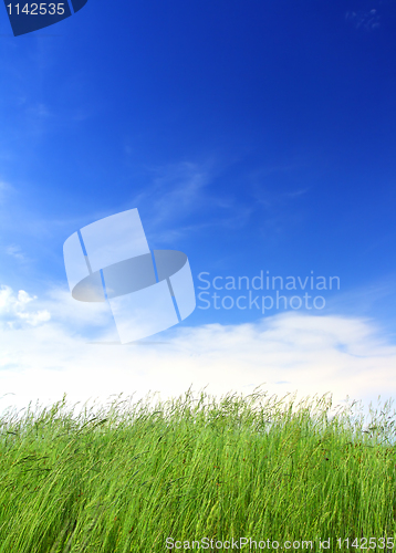 Image of green grass under blue sky
