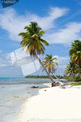 Image of Caribbean beach with palm and white sand