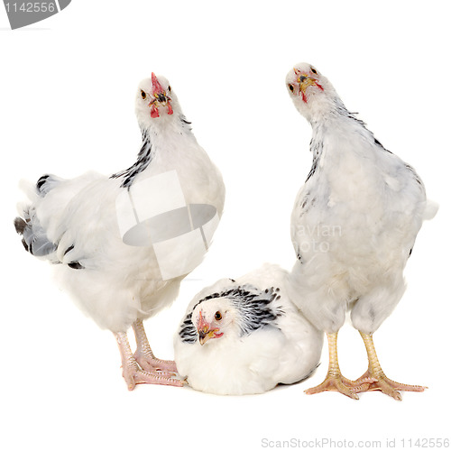 Image of Chickens on white background