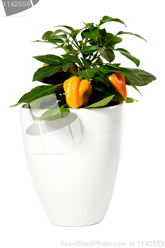 Image of Pepper plant