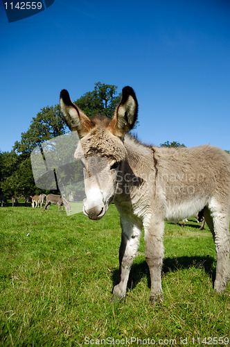 Image of Young donkey