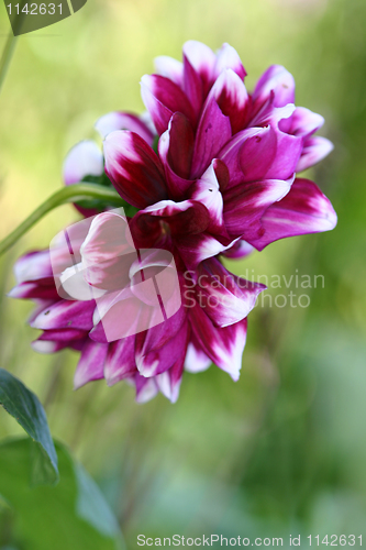 Image of Beautiful Dahlia in the garden