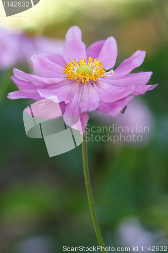 Image of Double petalled Anenome Japanese Windflower