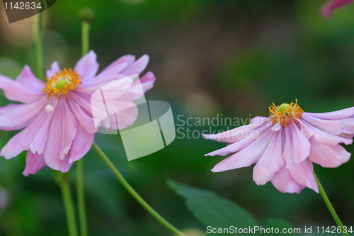 Image of Japanese Windflowers  pink