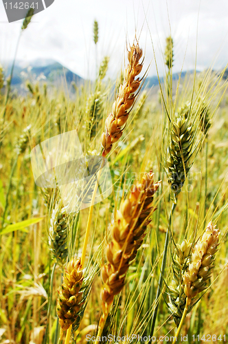 Image of Tibetan wheat