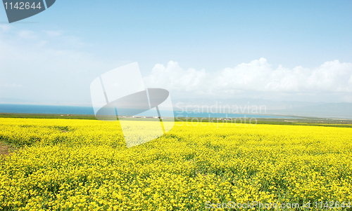 Image of Rapeseed fields
