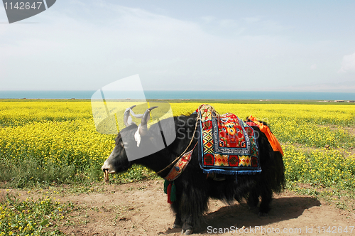 Image of Yak in the rapeseed fields