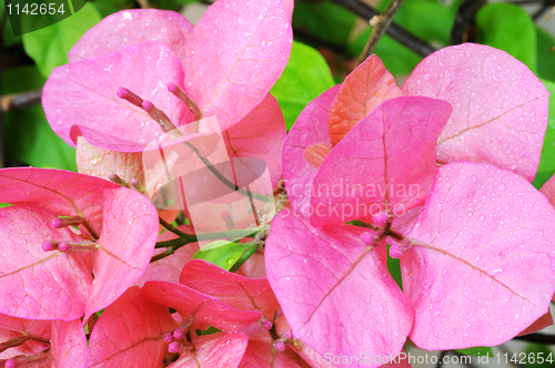 Image of Pink bougainvillea 