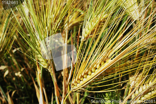 Image of Tibetan wheat