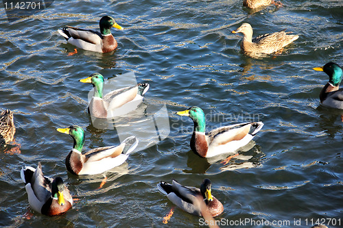 Image of Ducks