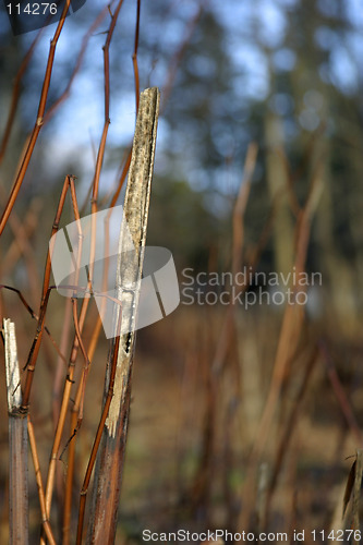 Image of Grass Straw