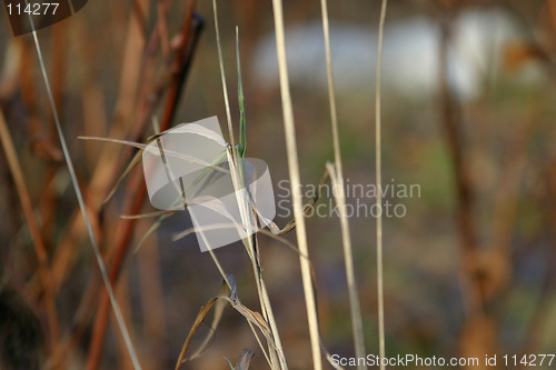 Image of Grass Straw