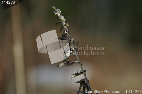 Image of Grass Straw