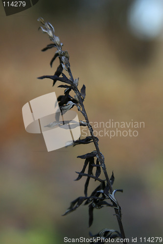Image of Grass Straw