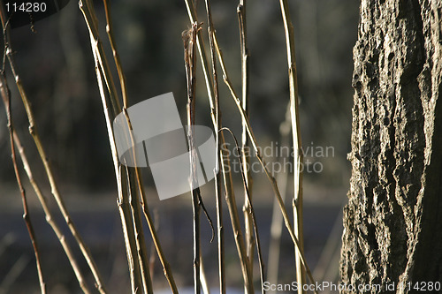 Image of Grass Straw