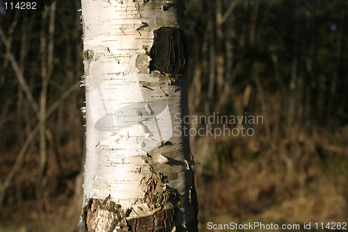 Image of Poplar Tree