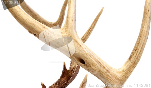 Image of deer antlers