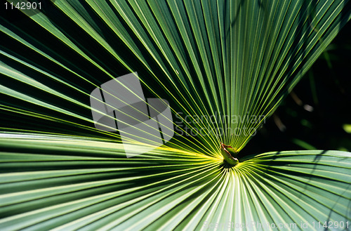 Image of Tropical plant leaves, La Reunion Island