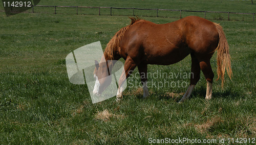 Image of Horse in the field