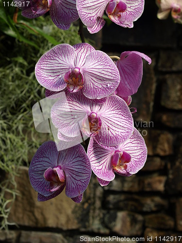 Image of Purple Orchids