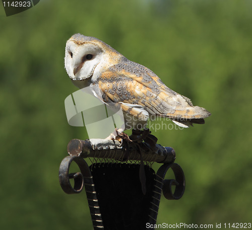 Image of Masked Owl