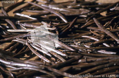 Image of French vanilla dried on sun light, La Reunion Island