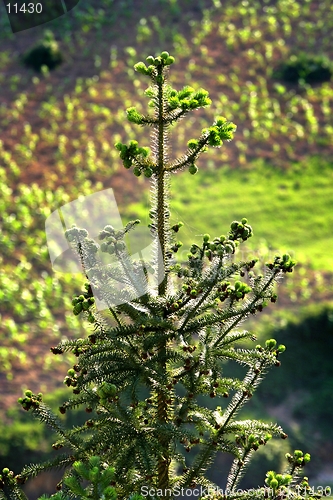 Image of green pine