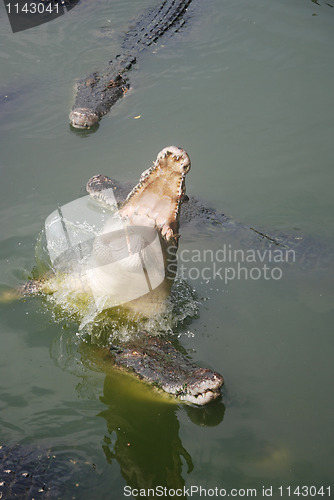 Image of jumping crocodile