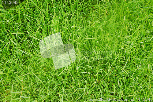 Image of green grass