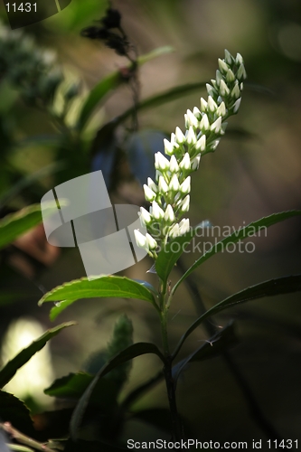 Image of white flower-1