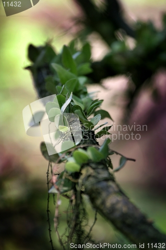 Image of Green leaves