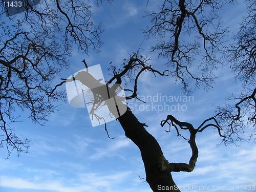 Image of Tree fighting for life