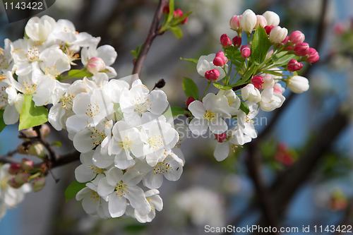Image of Branch of blooming tree