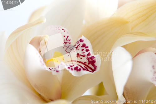 Image of Orchid flower close-up, selective focus 