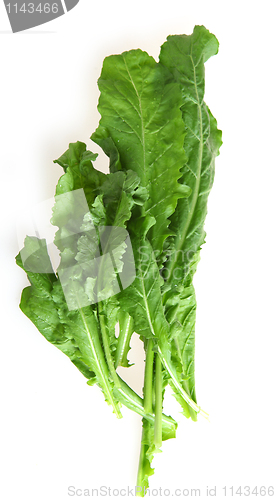 Image of Fresh rocket leaves