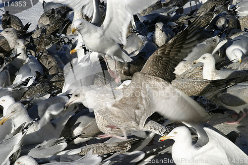 Image of Bird Texture