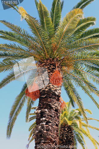 Image of Cretan palm trees