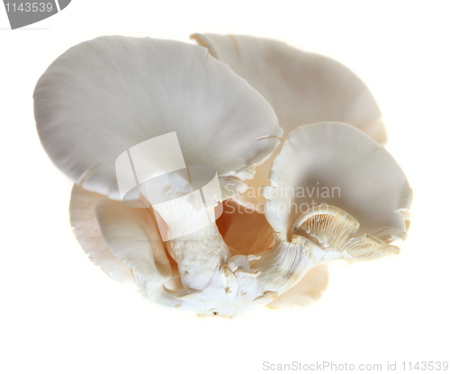 Image of Oyster mushroom