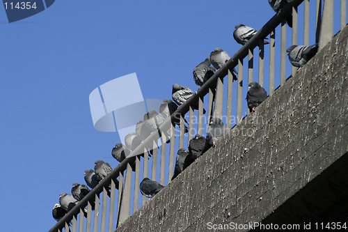 Image of Urban Birds