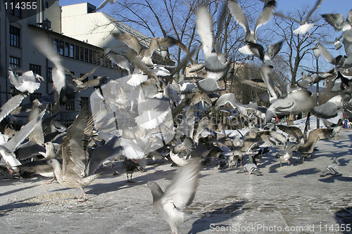 Image of Bird Texture