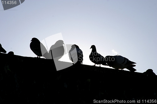 Image of Urban Birds