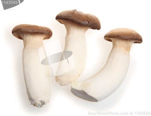 Image of King oyster mushroom
