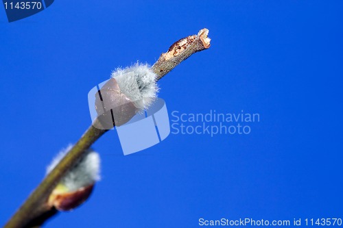 Image of Catkins