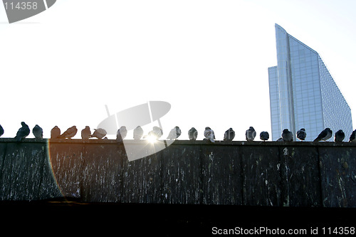 Image of Urban Birds