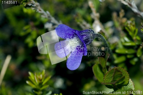 Image of Veronica alpina